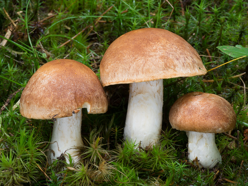 Cortinarius pseudocrassus